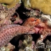 eel_moray_barredfin_nus_h_0705_png1805.jpg